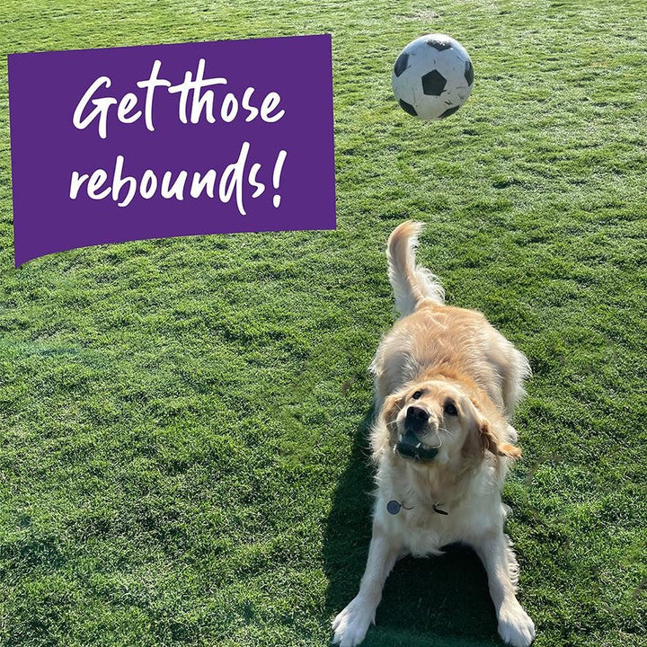 Kazoo Dog Toy Ball Sports Sponge Assorted-Dog Toys-Ascot Saddlery