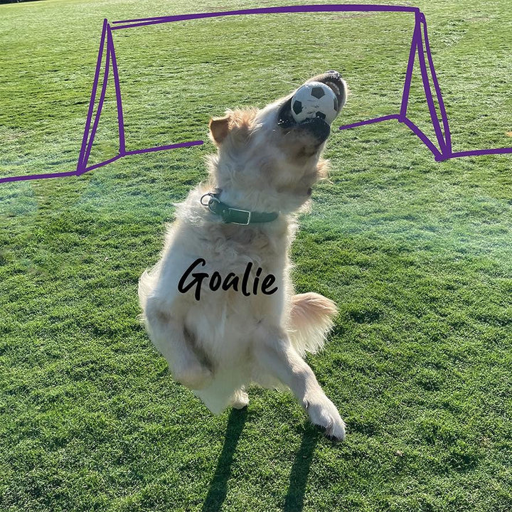 Kazoo Dog Toy Ball Sports Sponge Assorted-Dog Toys-Ascot Saddlery