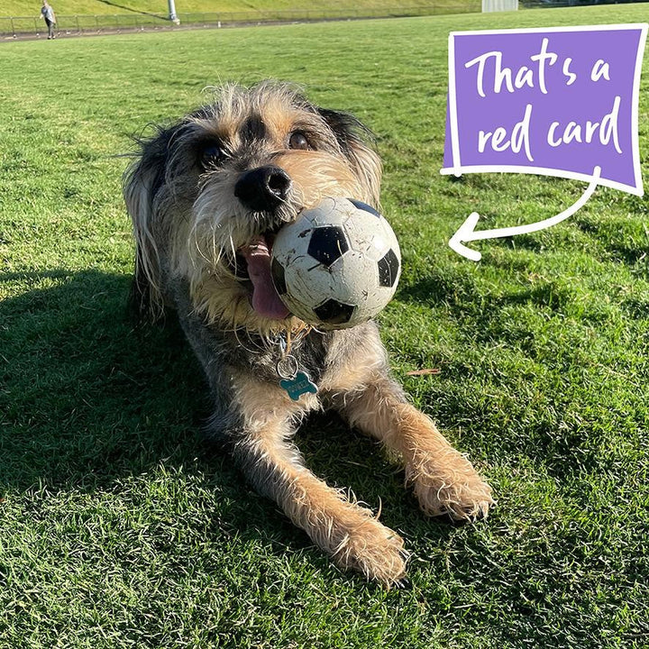 Kazoo Dog Toy Ball Sports Sponge Assorted-Dog Toys-Ascot Saddlery