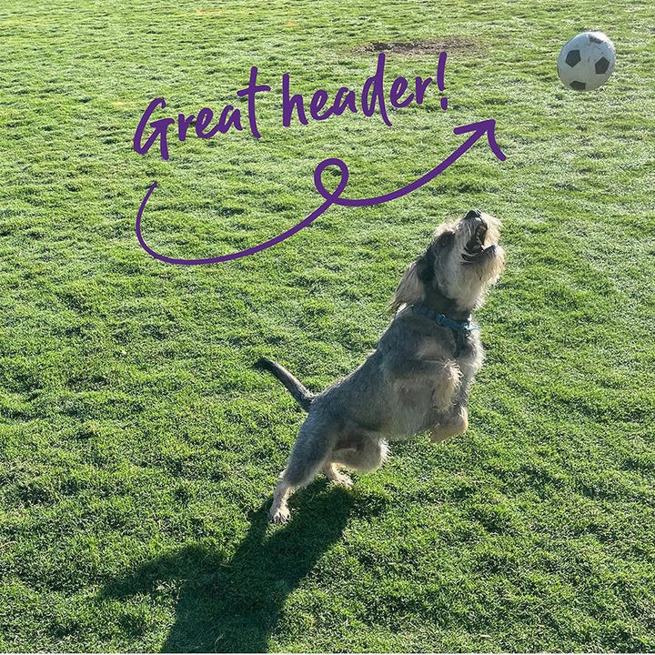 Kazoo Dog Toy Ball Sports Sponge Assorted-Dog Toys-Ascot Saddlery