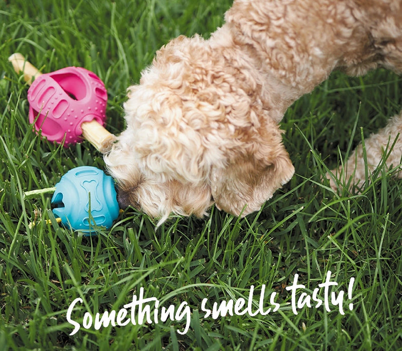 Kazoo Dog Toy Chew & Treat Enrichment Ball Large-Dog Toys-Ascot Saddlery