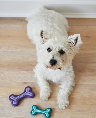 Kazoo Dog Toy Puppy Teether-Dog Toys-Ascot Saddlery