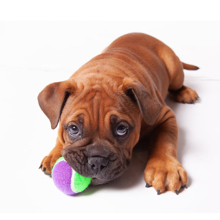 Kazoo Dog Toy Tennis Ball-Dog Toys-Ascot Saddlery