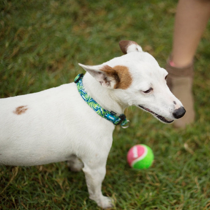 Kazoo Dog Toy Tennis Ball-Dog Toys-Ascot Saddlery