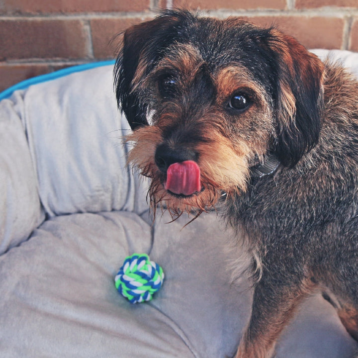 Kazoo Dog Toy Twisted Rope Knot Ball-Dog Toys-Ascot Saddlery