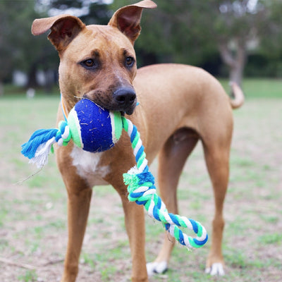 Kazoo Dog Toy Twisted Rope Sling Tennis Ball-Dog Toys-Ascot Saddlery