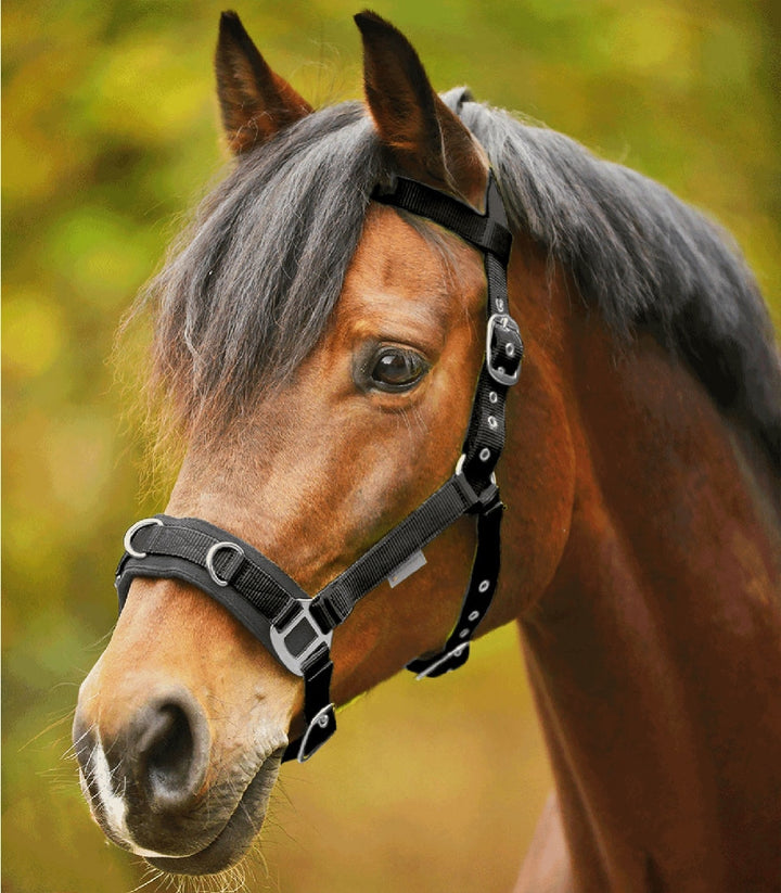 Lunge Cavesson Waldhausen Light Black Full-HORSE: Lungeing & Schooling-Ascot Saddlery
