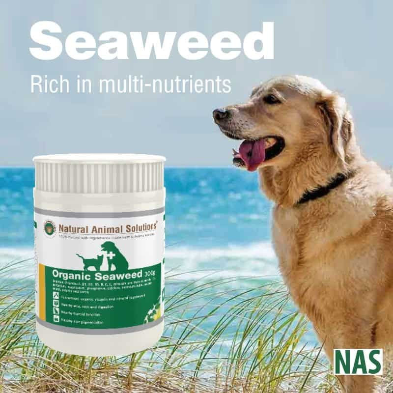 Natural Animal Solutions Organic Seaweed 300gm-Dog Potions & Lotions-Ascot Saddlery