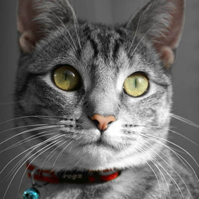 Rogz Cat Collar Alleycat Safeloc 11mm Black-Cat Accessories-Ascot Saddlery