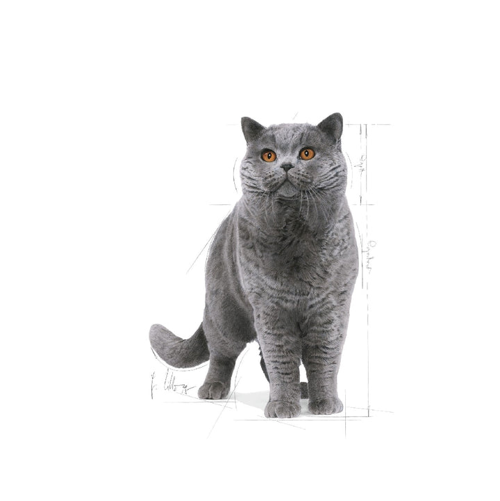 Royal Canin Cat British Shorthair 2kg-Cat Food & Treats-Ascot Saddlery