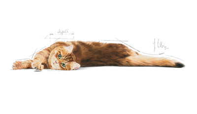 Royal Canin Cat Digestive Care 4kg-Cat Food & Treats-Ascot Saddlery