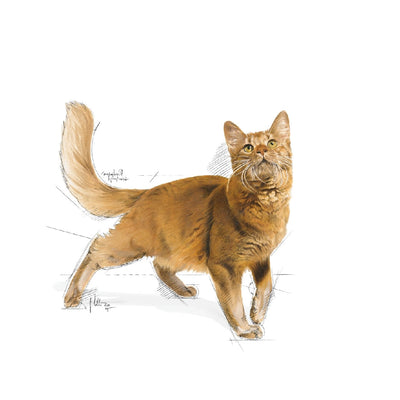 Royal Canin Cat Fit 4kg-Cat Food & Treats-Ascot Saddlery