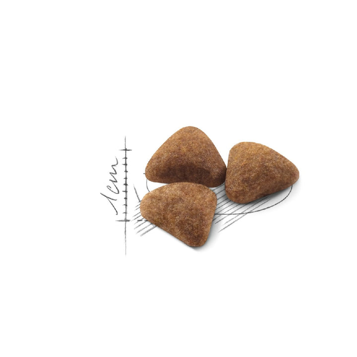 Royal Canin Cat Indoor 4kg-Cat Food & Treats-Ascot Saddlery