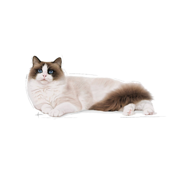 Royal Canin Cat Ragdoll 2kg-Cat Food & Treats-Ascot Saddlery