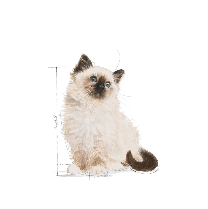 Royal Canin Cat Wet Kitten Gravy Box Of 12-Cat Food & Treats-Ascot Saddlery