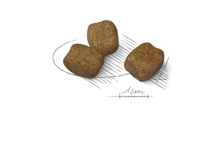 Royal Canin Dog Mini Dental Care 3kg-Dog Food-Ascot Saddlery