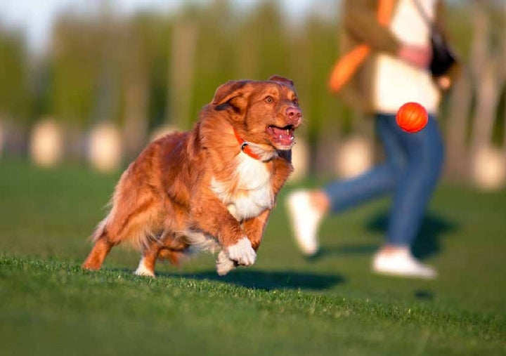 Sassbai Toy Liker Ball-Dog Toys-Ascot Saddlery