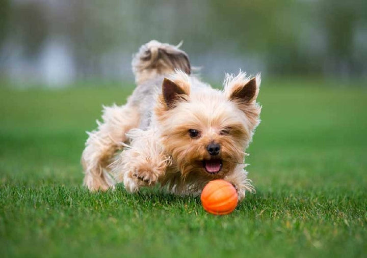 Sassbai Toy Liker Ball-Dog Toys-Ascot Saddlery