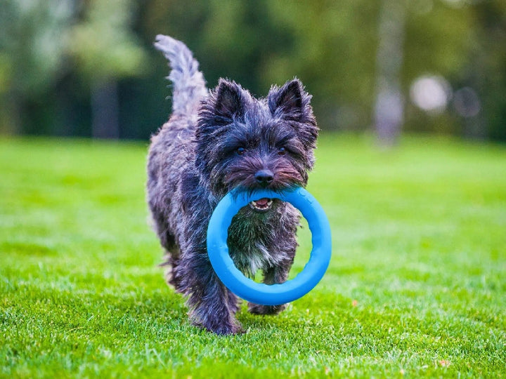 Sassbai Toy Pitchdog Ring Blue-Dog Toys-Ascot Saddlery