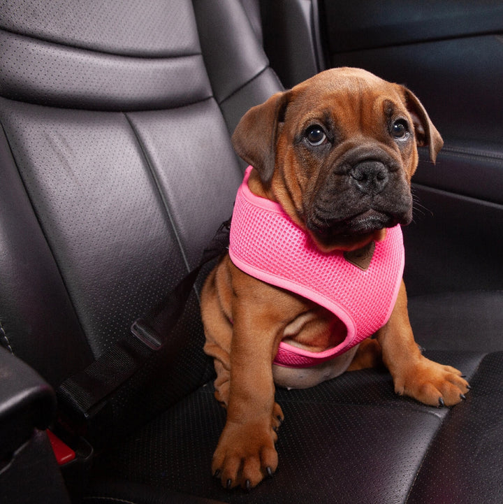 Seat Belt Connector Kazoo Click Clack 25mm-Dog Accessories-Ascot Saddlery