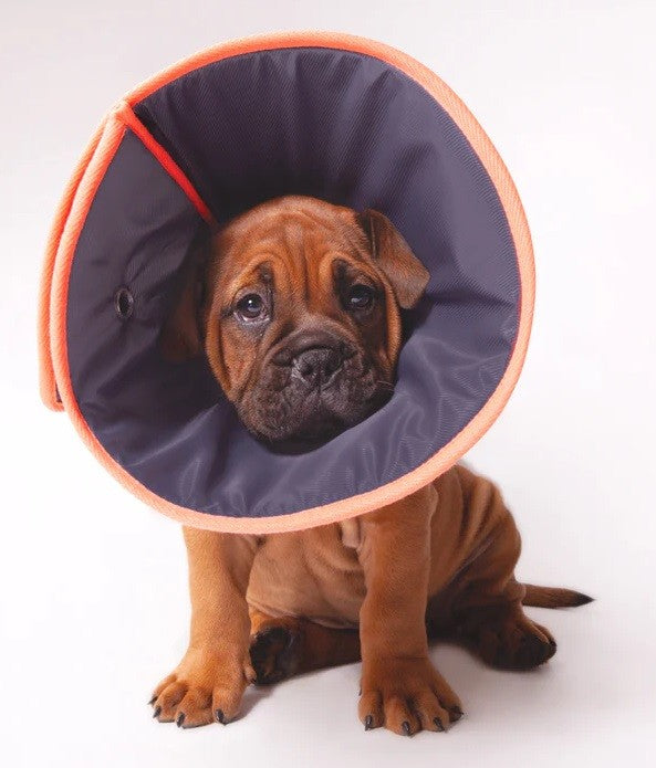 Vet Collar Comfy-Dog Accessories-Ascot Saddlery