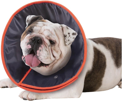 Vet Collar Comfy-Dog Accessories-Ascot Saddlery