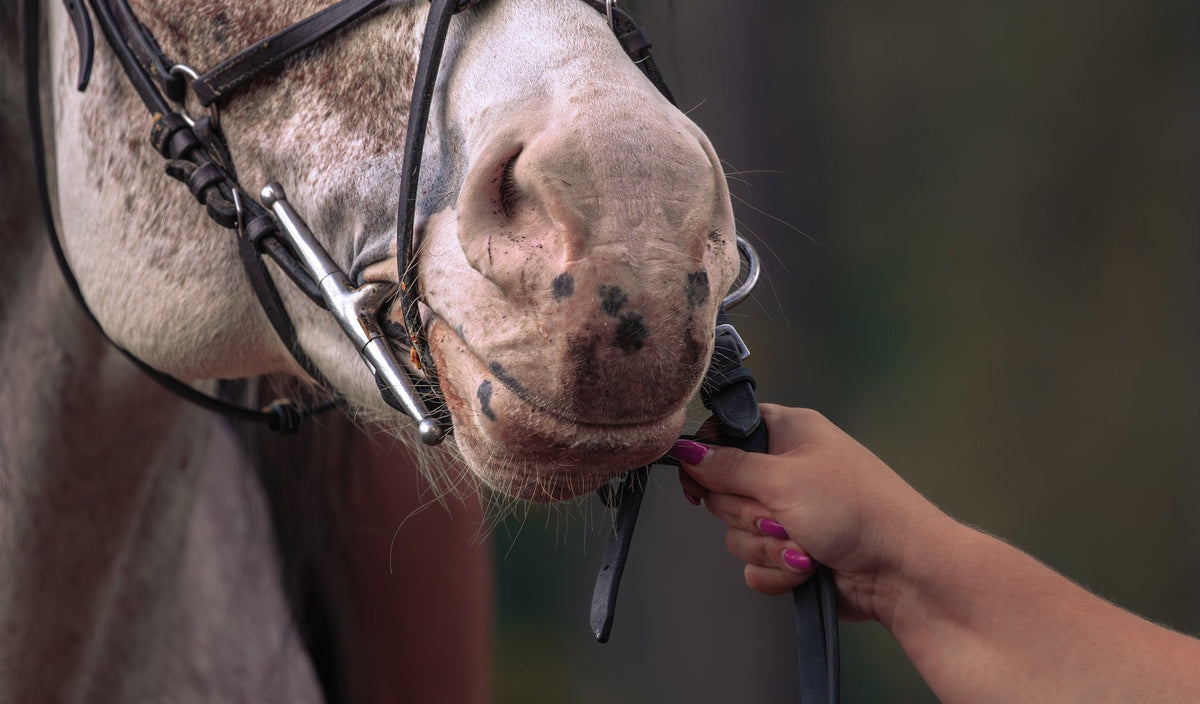 Close-up of a loose-ring snaffle bit sitting in a horse's mouth