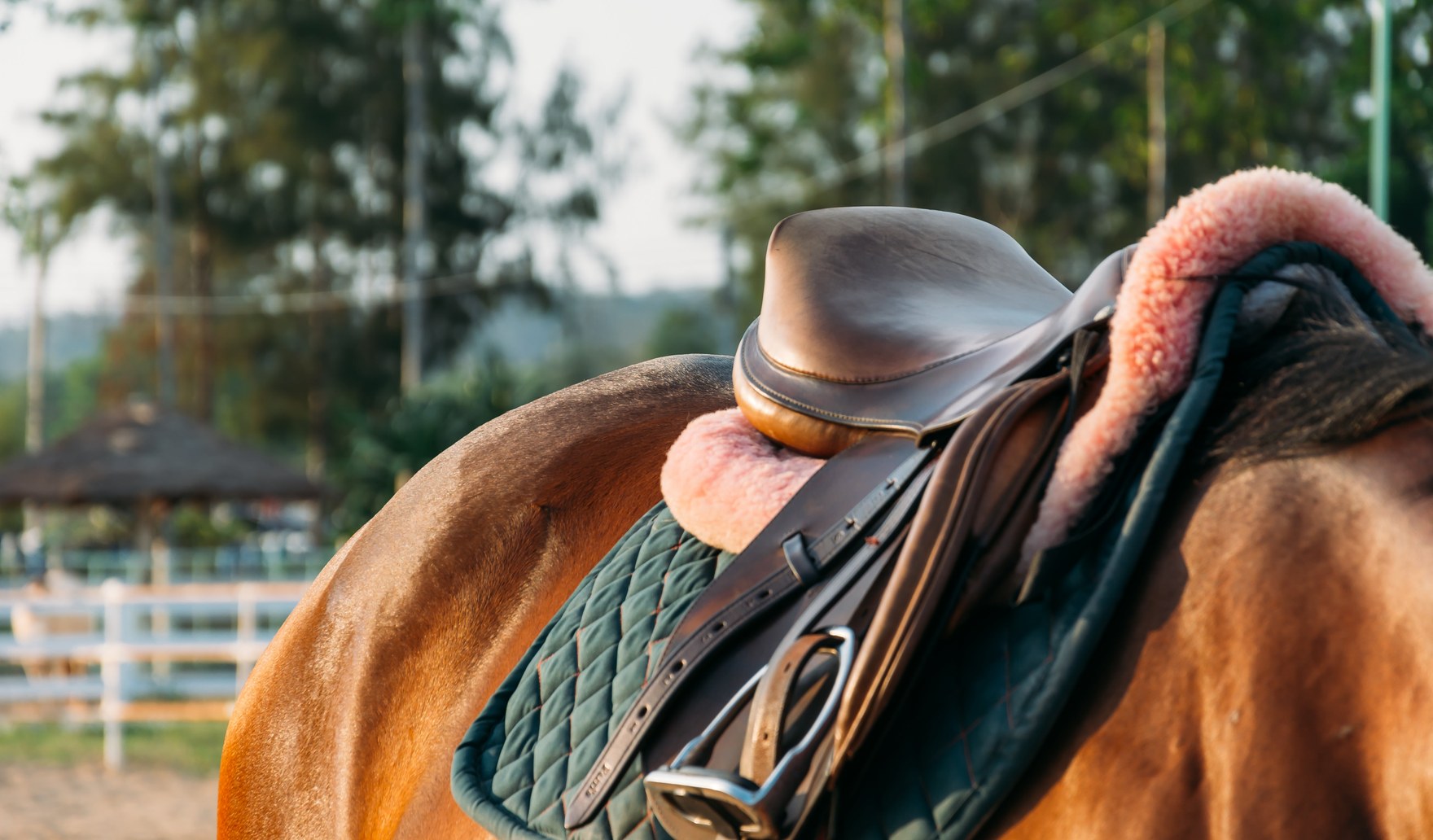 Dressage saddle and green saddle cloth fitted on a chestnut horse's back at an arena