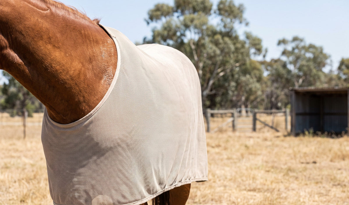 Open mesh summer rug over a horse's wither and shoulder