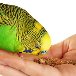 Green budgerigar feeding from a hand