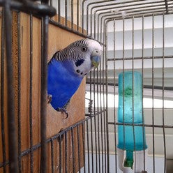 Bird peeking out of a breeding cage
