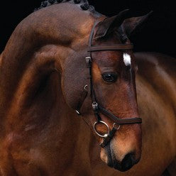 Beautiful horse with Micklem style bridle