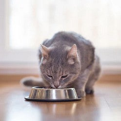 Cat eating from a silver bowl