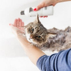 cat getting shampooed
