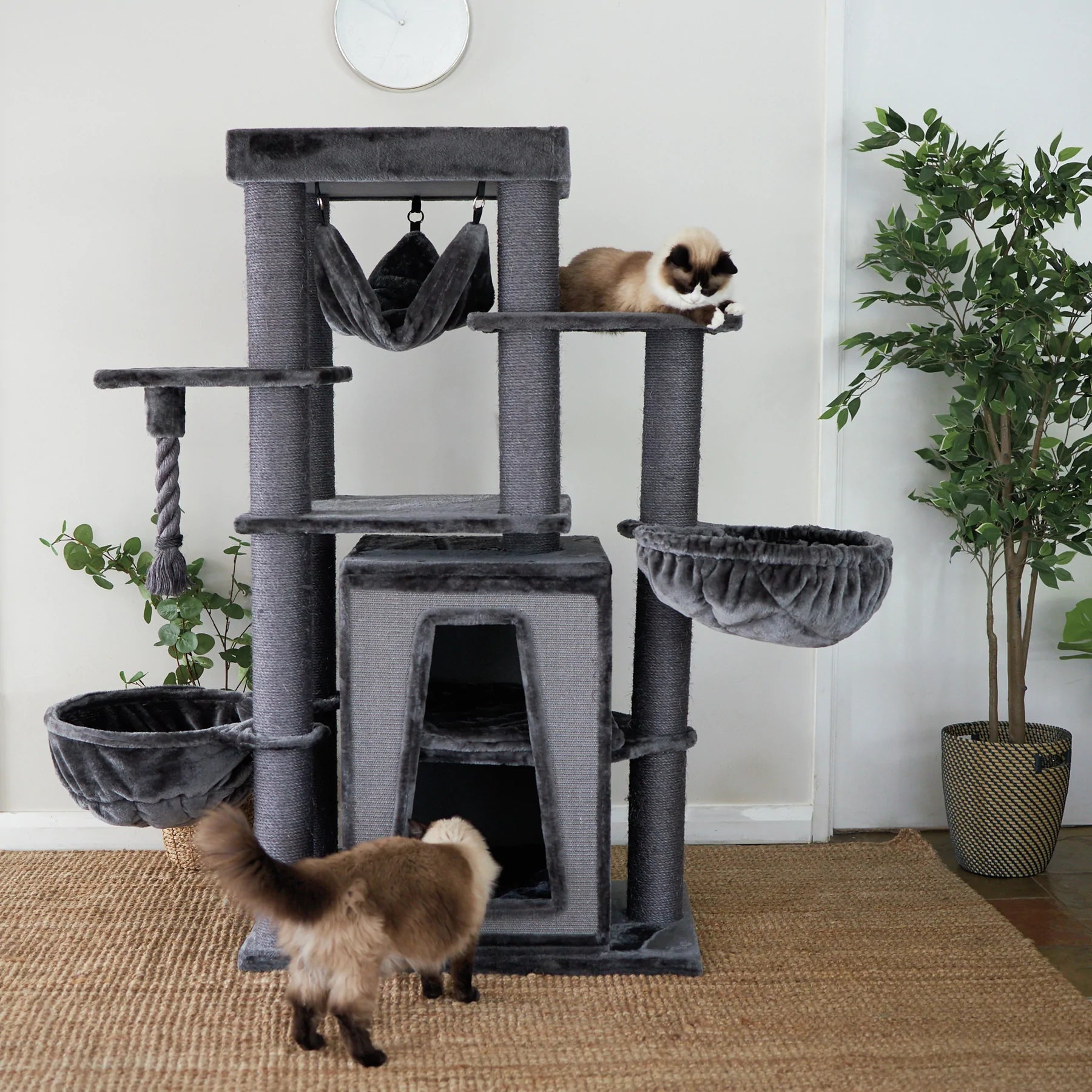 Cat Gyms & Toys