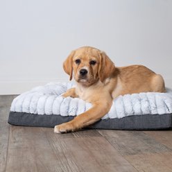Cute puppy on comfy bed