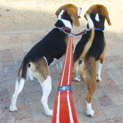 Two Beagle Dogs on one split lead