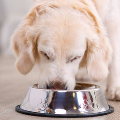 Cute dog eating from silver bowl