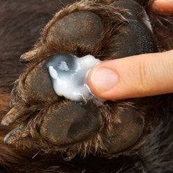 Ointment being placed on a paw