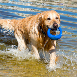 Golden Labrador comng out of the water with toy in their mouth
