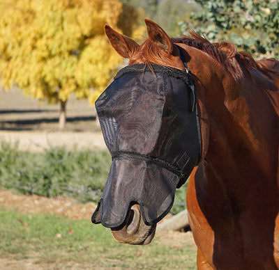 Horse wearing mesh flyveil