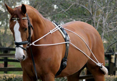 Horse with Pessoa Lungeing System