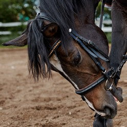 Horse wearing a bridle