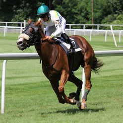 Horse: Racing & Pvc