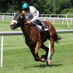 Horse: Racing & Pvc