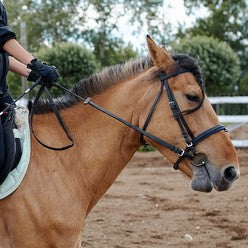 RIdden horse with bridle and reins