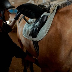 Horse being saddled up