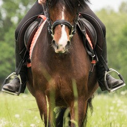 view of horse with riders feet in stirrups