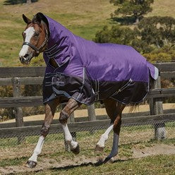 Horse running in purple combo
