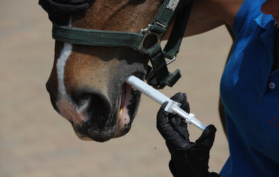 horse being wormed